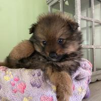 I migliori cuccioli italiani ( Spitz 2 mesi)