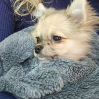 Cucciolo di chihuahua mix volpino di 5 mesi