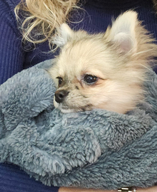 Cucciolo di chihuahua mix volpino di 5 mesi