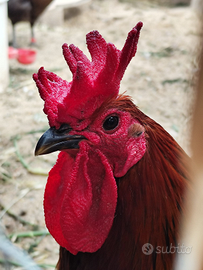 Galline ornamentali / ovaiole 6 mesi Roma Sud