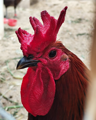 Galline ornamentali / ovaiole 6 mesi Roma Sud