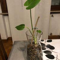Monstera Deliciosa