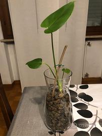 Monstera Deliciosa