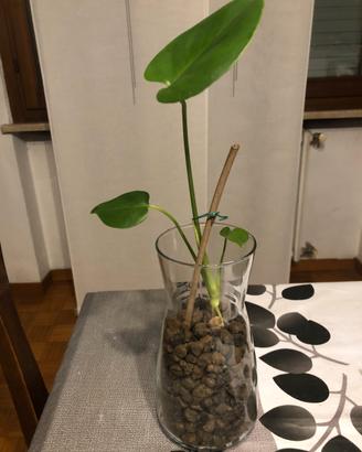 Monstera Deliciosa