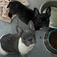 Bulldog francese ( con codino)