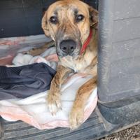 Mix pastore tedesco tenerissima