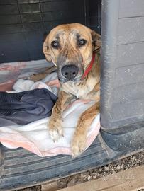 Mix pastore tedesco tenerissima