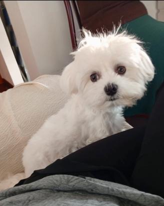Maltese