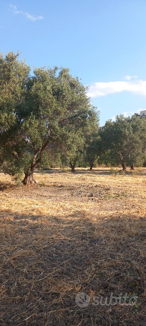 Terreno agricolo con ulivi Villapiana (CS) - Vista 4