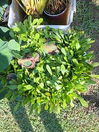 piante laghetto - sagittaria subulata