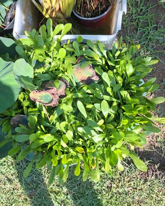 piante laghetto - sagittaria subulata