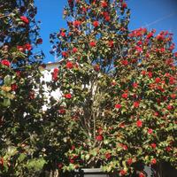 Esemplari Camelia Japonica