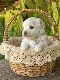 Cuccioli di Maltese con Pedigree ENCI