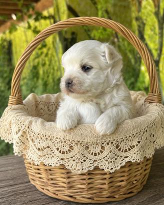 Cuccioli di Maltese con Pedigree ENCI