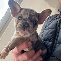 Bulldog francese