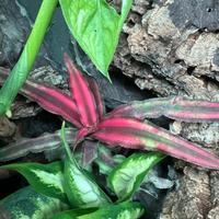 Cryptanthus