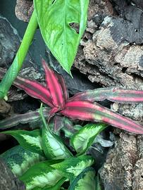 Cryptanthus