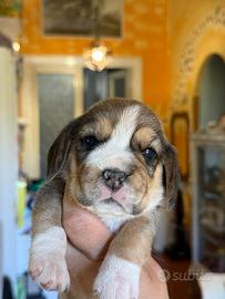 Ultimi cuccioli e di beagle disponibili