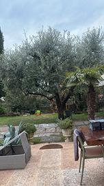 Ulivo di 60 anni