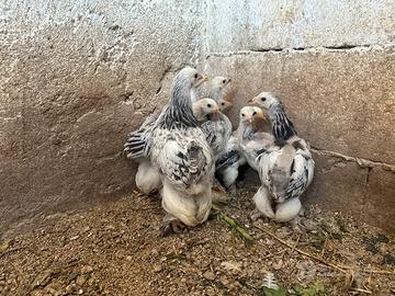 Galline brahma