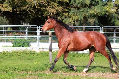Mezza fida cavallo