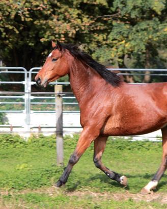 Mezza fida cavallo