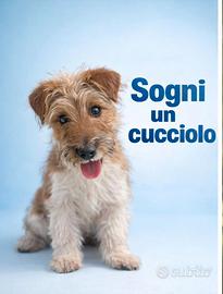 Jack russel zampa corta disponibile subito