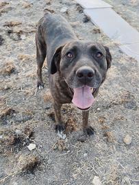 Cane simil Labrador 