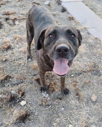 Cane simil Labrador 
