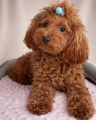 Barboncino toy cucciolo