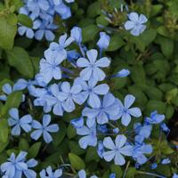 Pianta plumbago gelsomino celeste azzurro h 30 35