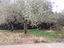 Immagine 25