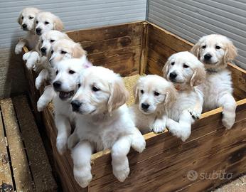 Splendidi cuccioli Golden Retriever linea inglese