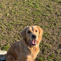 Golden retriever 12 mesi femmina con pedigree