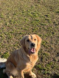 Golden retriever 12 mesi femmina con pedigree