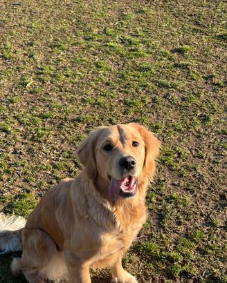 Golden retriever 12 mesi femmina con pedigree