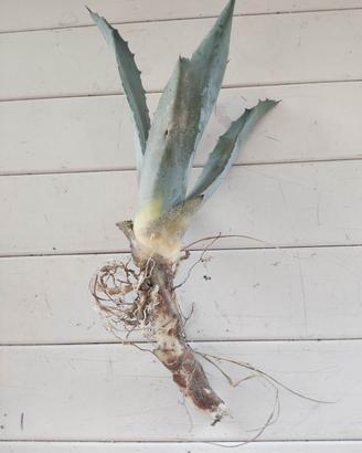 pianta di aloe vera con radici