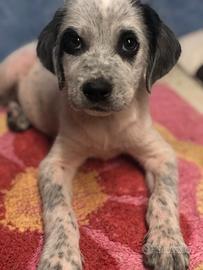 Cuccioli in adozione