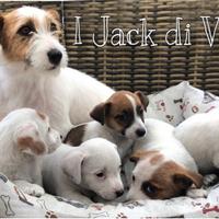 Jack Russell cuccioli