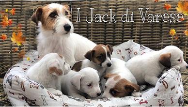 Jack Russell cuccioli