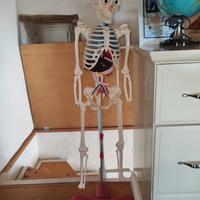 scheletro umano giochi