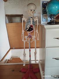 scheletro umano giochi