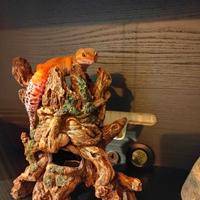 Terrario piu geco Leopardino