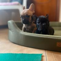 Bulldog Francese