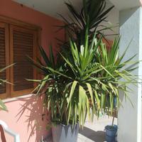 tronchetto della felicità 