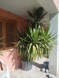 tronchetto della felicità 