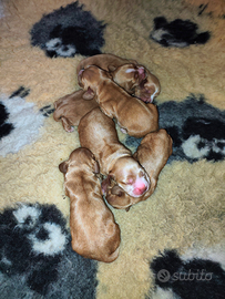Cuccioli di Cocker Spaniel Cremona