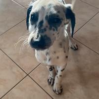 Cucciola Cane Dalmata