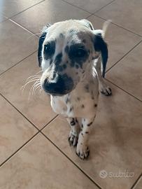 Cucciola Cane Dalmata