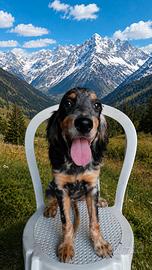 Setter inglese